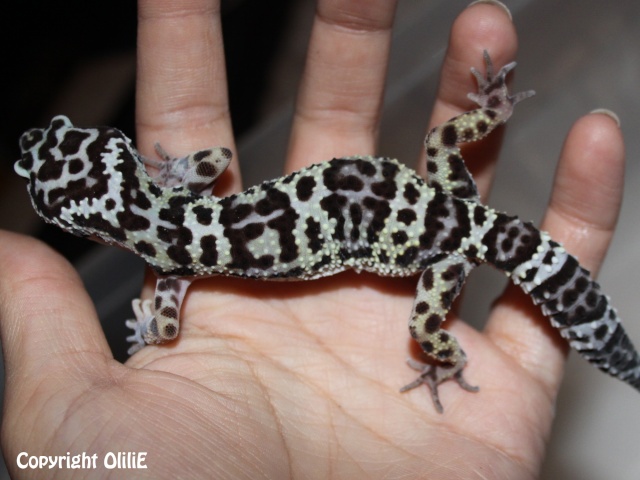 Mes Em (gecko léopard) 4suchi10