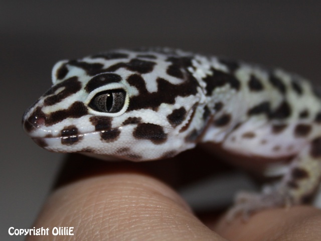 Mes Em (gecko léopard) 4suchi11