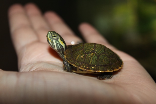 "Mes" tortue aquatiques Img_7110