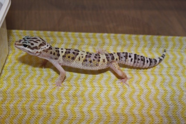 Mes Em (gecko léopard) Muffy10