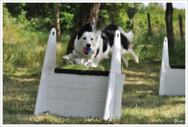 (photos) Dakota et compagnie au Flyball (+ un passage en vidéo) 1039