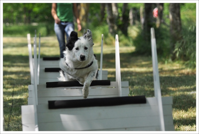 (photos) Dakota et compagnie au Flyball (+ un passage en vidéo) 1336