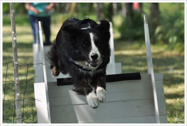 (photos) Dakota et compagnie au Flyball (+ un passage en vidéo) 3611