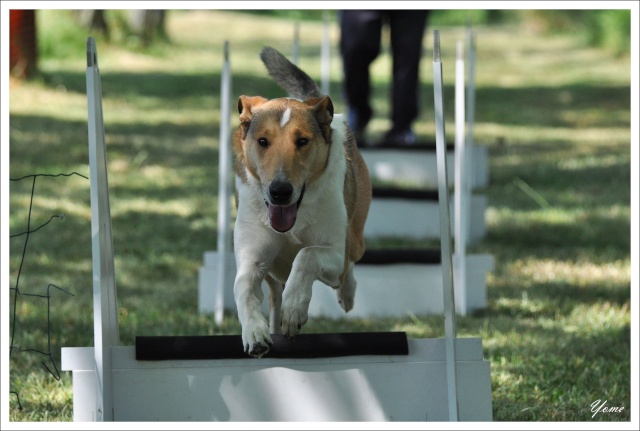 (photos) Dakota et compagnie au Flyball (+ un passage en vidéo) 3910