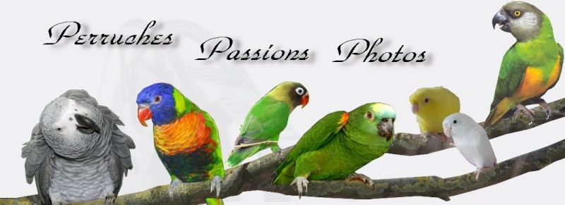 Perruches - Passion - Photos & co