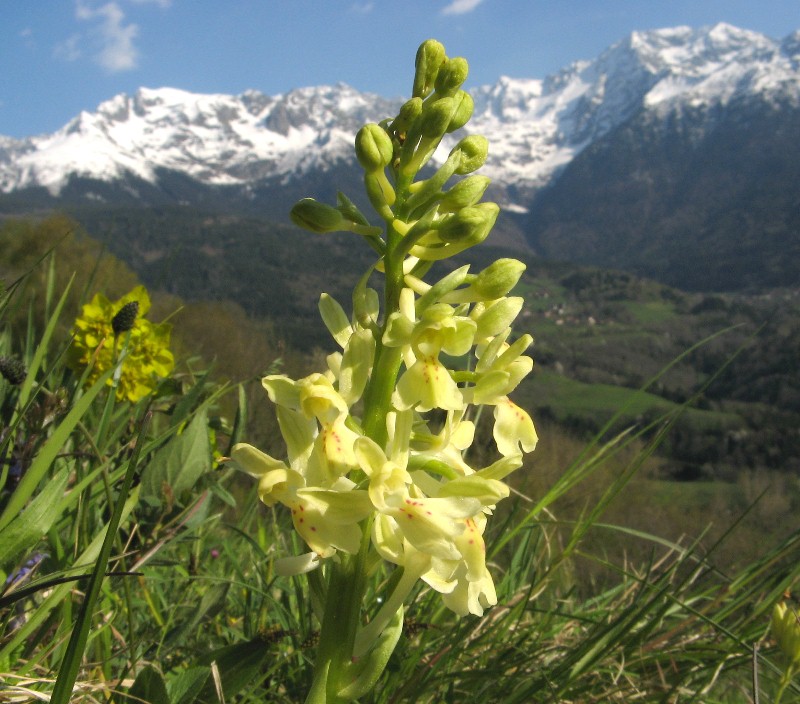 Orchis provincialis ( Orchis de Provence ) Sta110