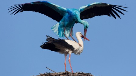 Le mystre de la cigogne bleue Cigogn10