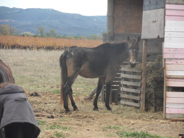 urgence jument dans l'Aude ( 11) Debbie10