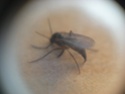 [Sciaridae] problème d'insectes gênants ^^ Dscn5111