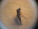[Sciaridae] problème d'insectes gênants ^^ Dscn5112