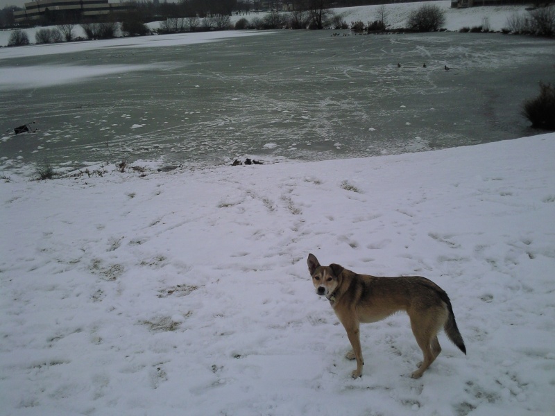 Kazaan 15kg d'amour sauvé de Roumanie! Neige_10