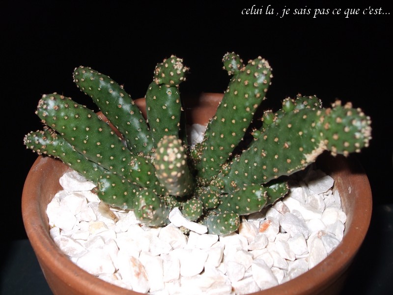 voici des photos de mes cactus... Chepas10