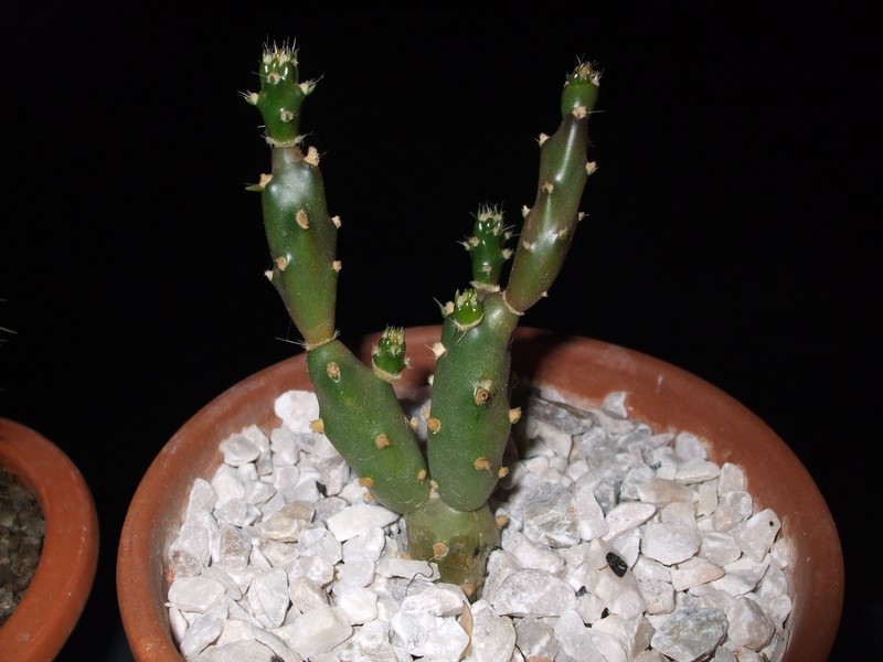 voici des photos de mes cactus... Chepas11