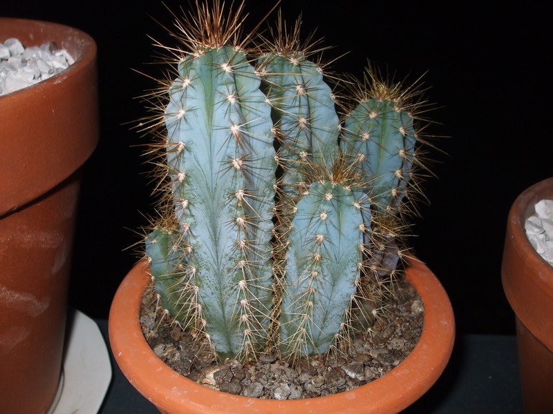 voici des photos de mes cactus... Chepas12