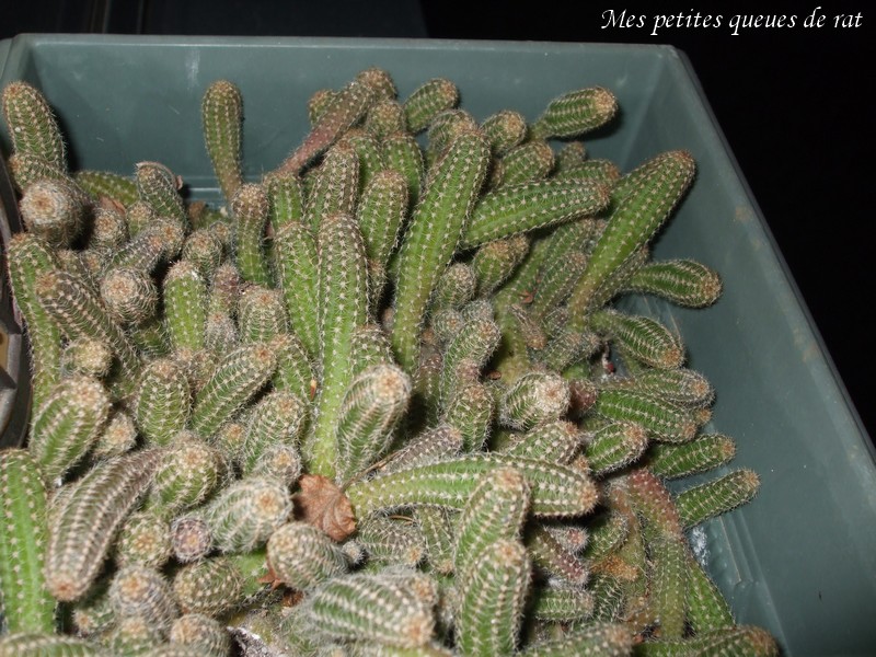 voici des photos de mes cactus... Queues10
