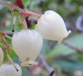 identification arbre et fruits de Rhodes Fleur210