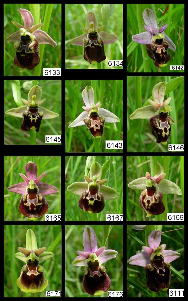 Ophrys scolopax? et errances taxinomiques - Page 3 Fucifl10