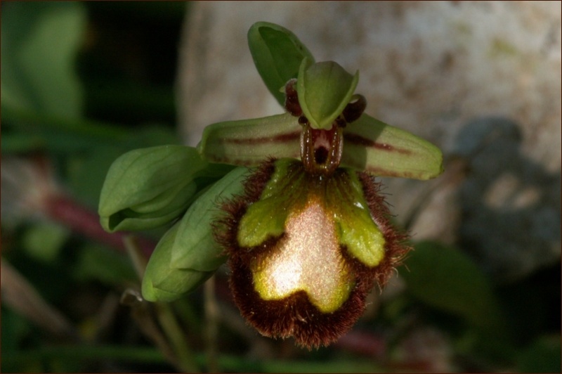 Ophrys speculum( Ophrys miroir ) Copie_33