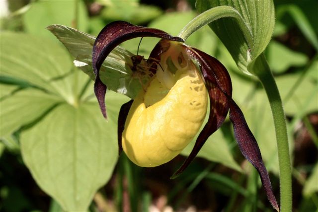 Cypripedium calceolus  ( Sabot de Vénus ) Moloy_11