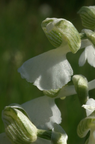 Anacamptis morio ( Orchis bouffon ) Orchid14