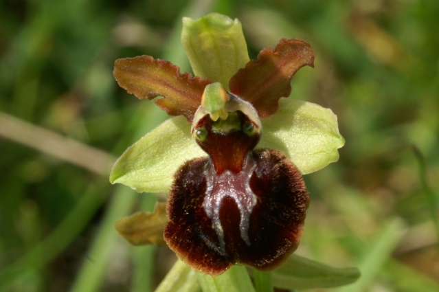 Ophrys aranifera ( = sphegodes , Ophrys araignée ) Sortie11