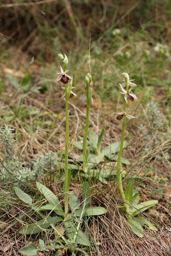 Ophrys exaltata arachnitiformis ( O. en forme d'araignée ) B2_11-23