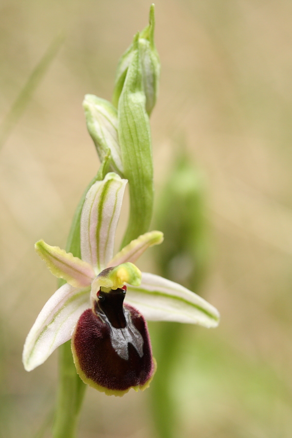 Ophrys exaltata arachnitiformis ( O. en forme d'araignée ) B2_11-30