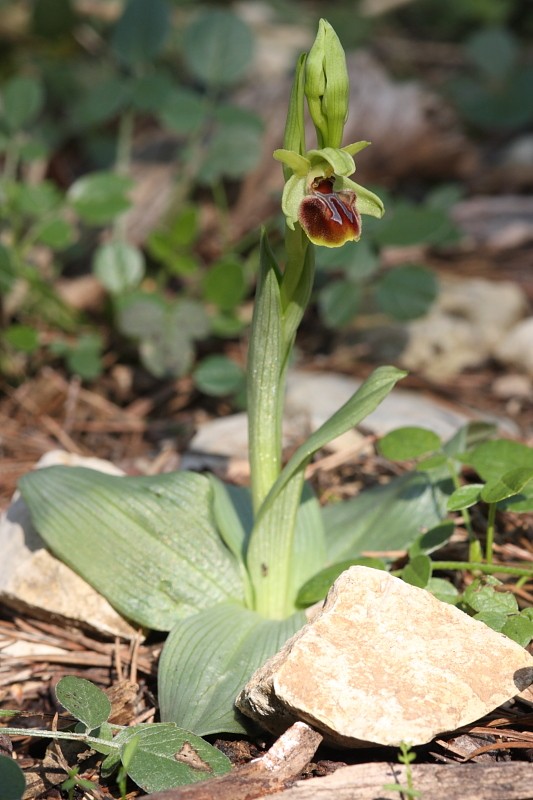 Ophrys aranifera massiliensis ( Ophrys de Marseille ) Img_7214