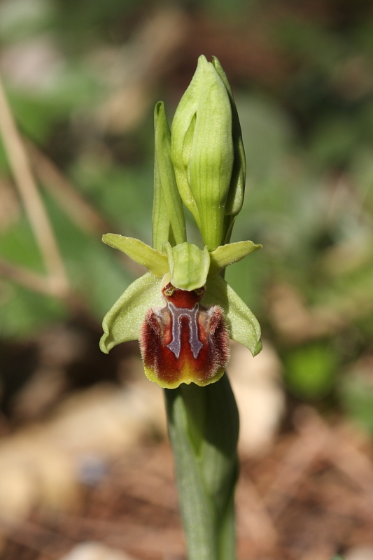 Ophrys aranifera massiliensis ( Ophrys de Marseille ) Img_7215