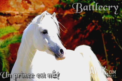 Boutiik By Wildfire ! Battle10