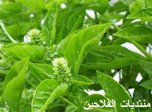 زراعة الحلبة Basil110