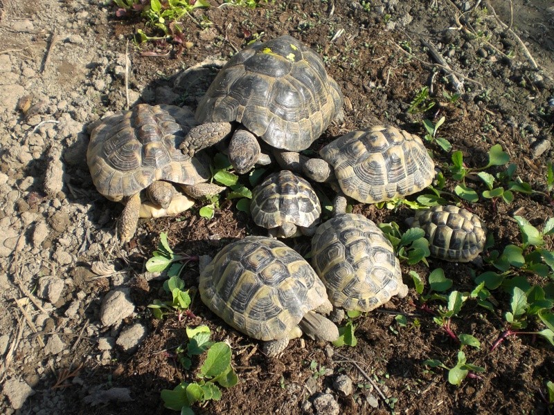 identification tortues de Caille 10010