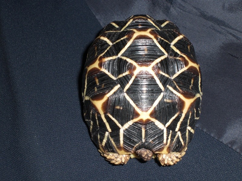 tortues étoilées d'Inde, mâle ou femelle? - Page 2 15010