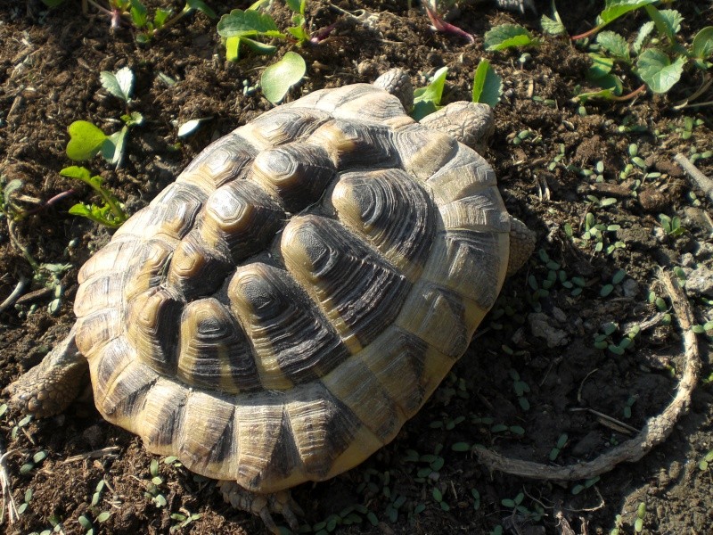 identification tortues de Caille 710