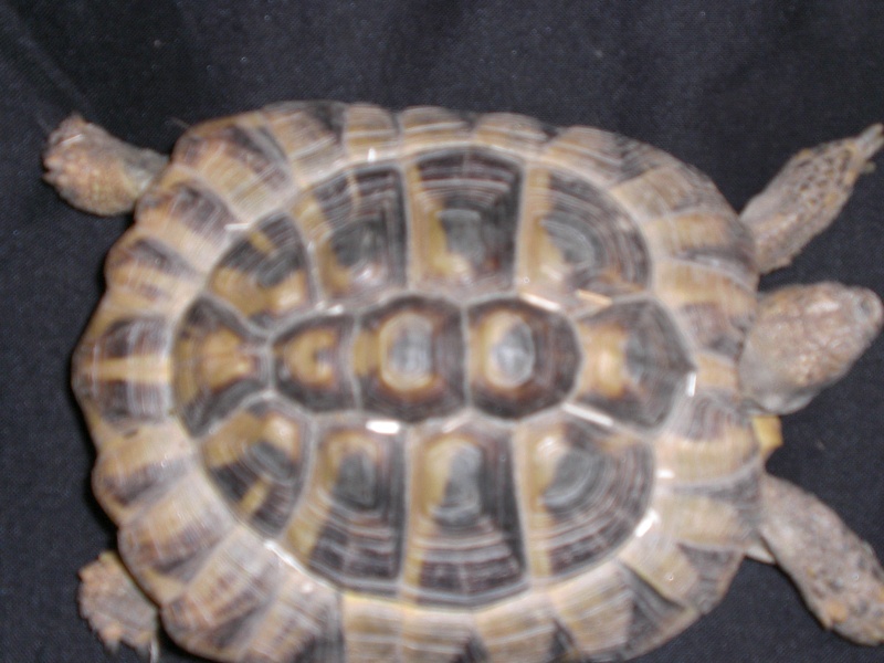 identification tortues de Caille - Page 2 711
