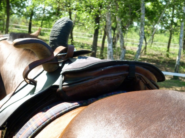 Galant, Back in Sidesaddle.... - Page 3 00814