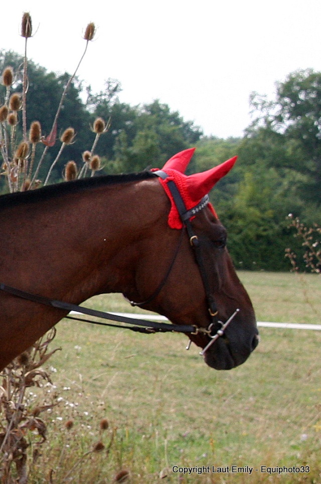 Cherche bonnets sur mesure pour chevaux ! Patate10