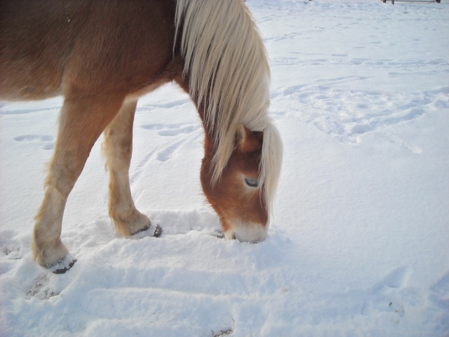 Matt Nath Voilac l'haflinger des Daltons... Dscn0016