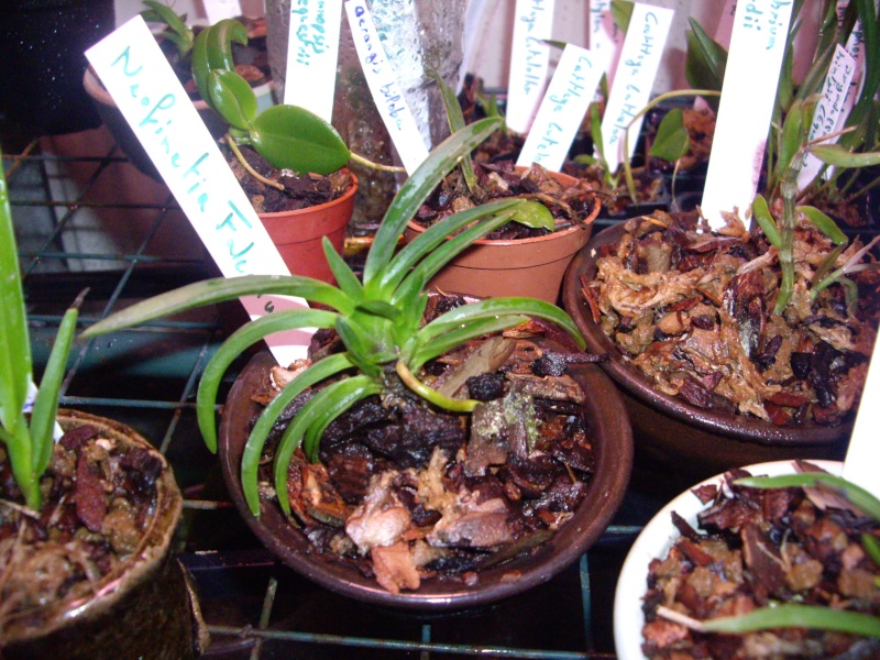 Neofinetia Falcata & Habenaria Radiata Imgp2314