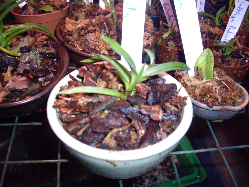 Neofinetia Falcata & Habenaria Radiata Imgp2315