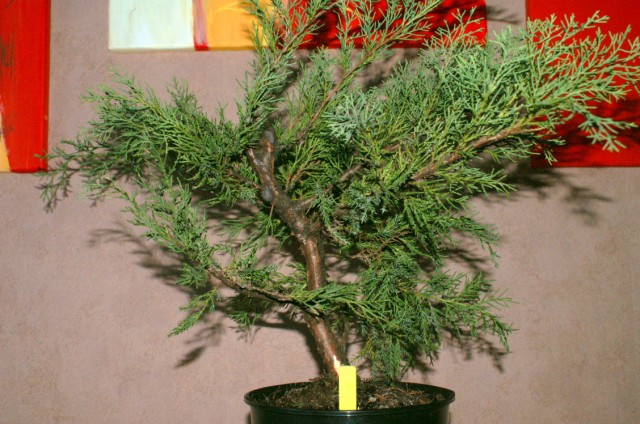 Juniperus Glauca - Page 2 Pict0010