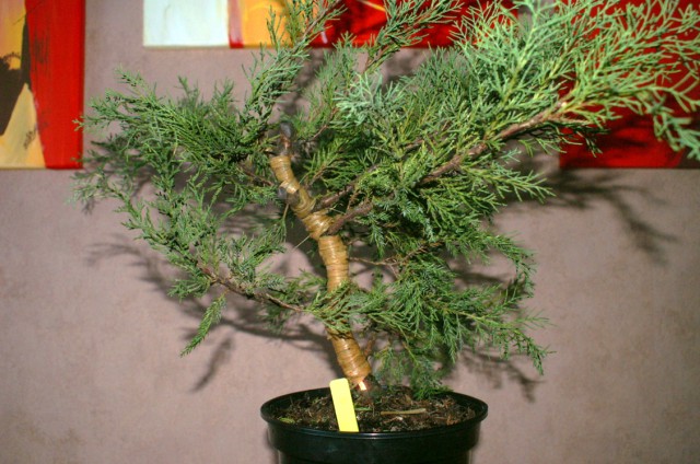 Juniperus Glauca - Page 2 Pict0011
