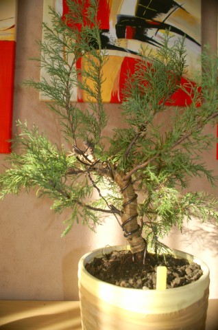 Juniperus Glauca - Page 2 Pict0015