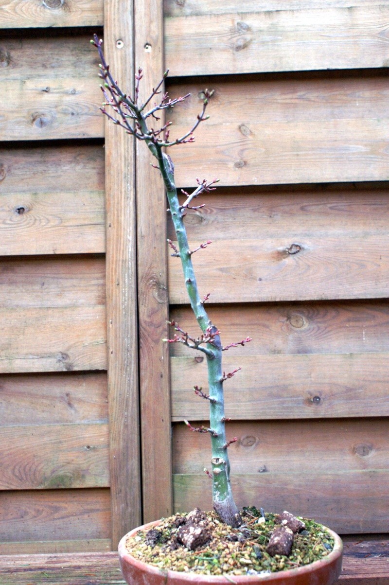 plant acer shishigashira pour formation en bonsai - Page 3 Pict0517