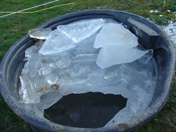 Le gel dans les bacs a eau Dsc03010