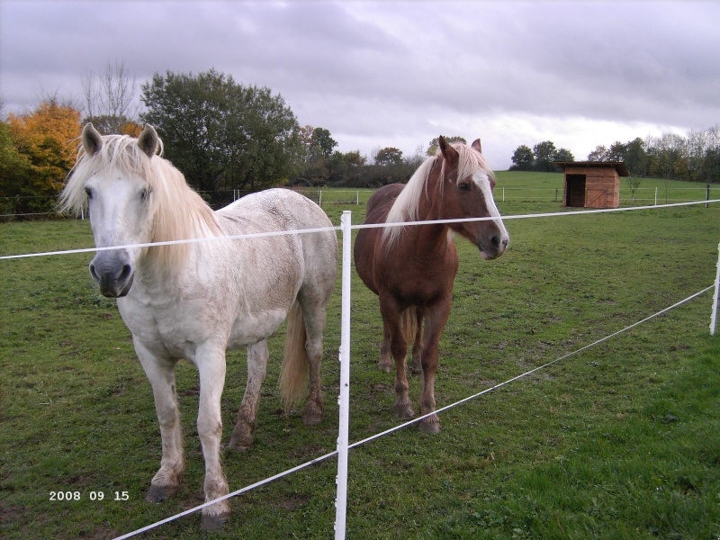 TARTINE - Poney Haflinger née en 1985 - adoptée en novembre 2008 Pict1017