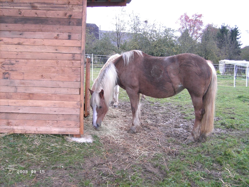 TARTINE - Poney Haflinger née en 1985 - adoptée en novembre 2008 Pict1018