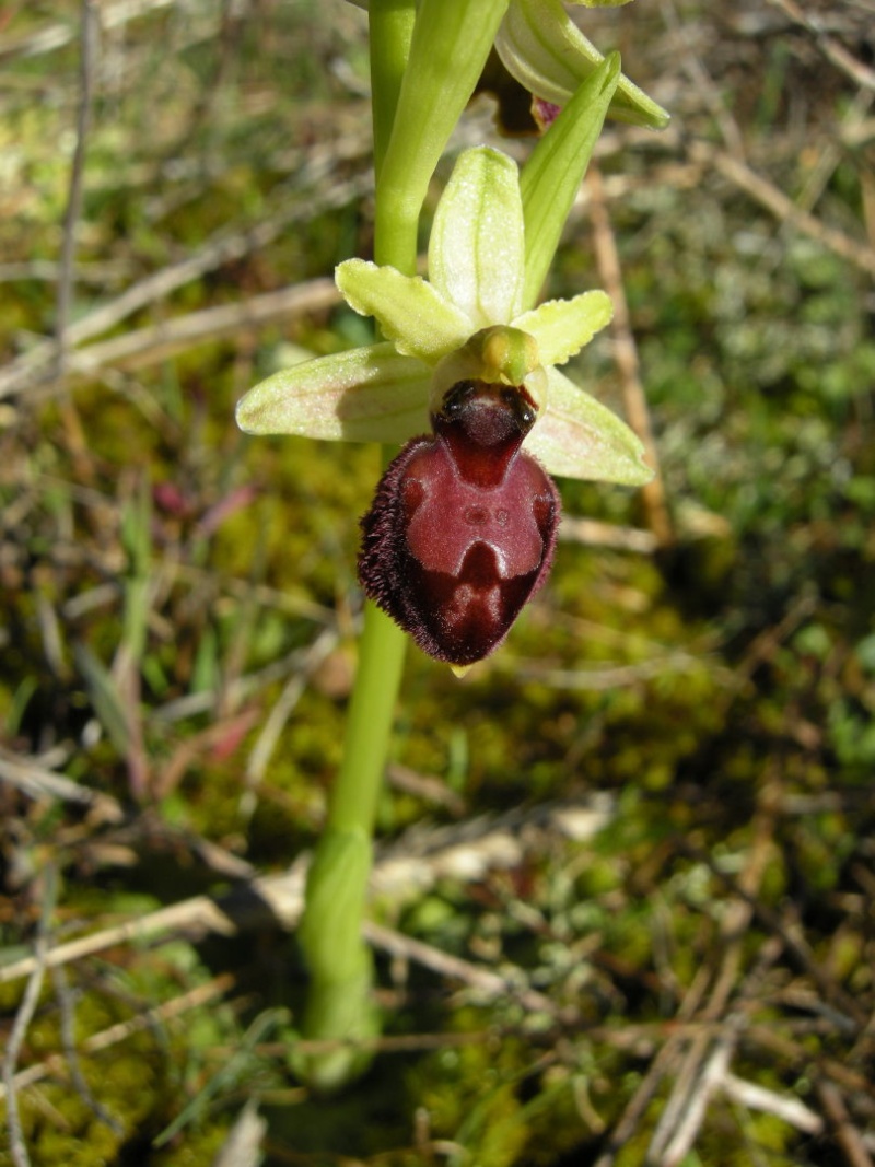 Ophrys exaltata marzuola (Ophrys de Mars ) Dscn2416