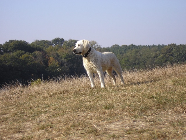 Photos de vos animaux [topic unique] - Page 2 Photo_20