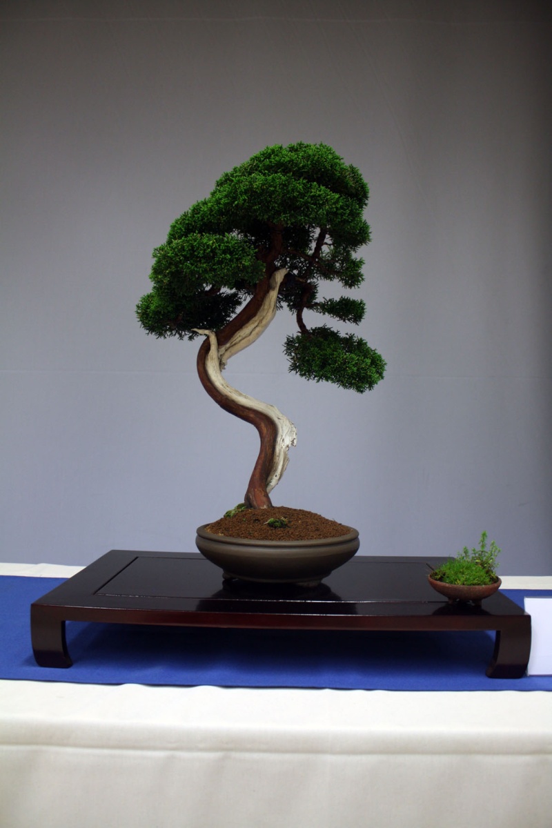 EXPOSICION BONSAI COSMOCAIXA 1010